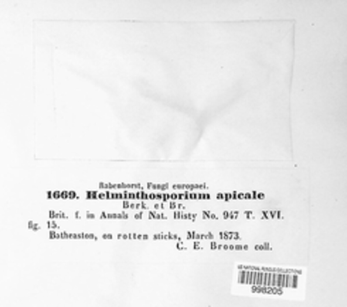 Brachysporium nigrum image